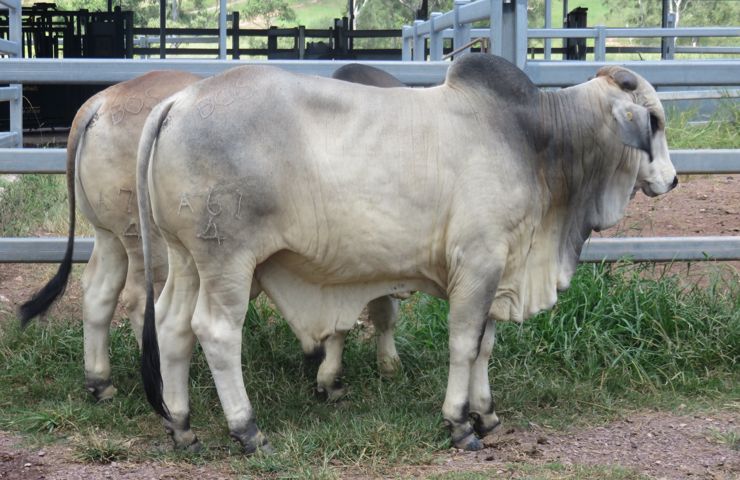 Sale bulls 15 - 18 months of age.