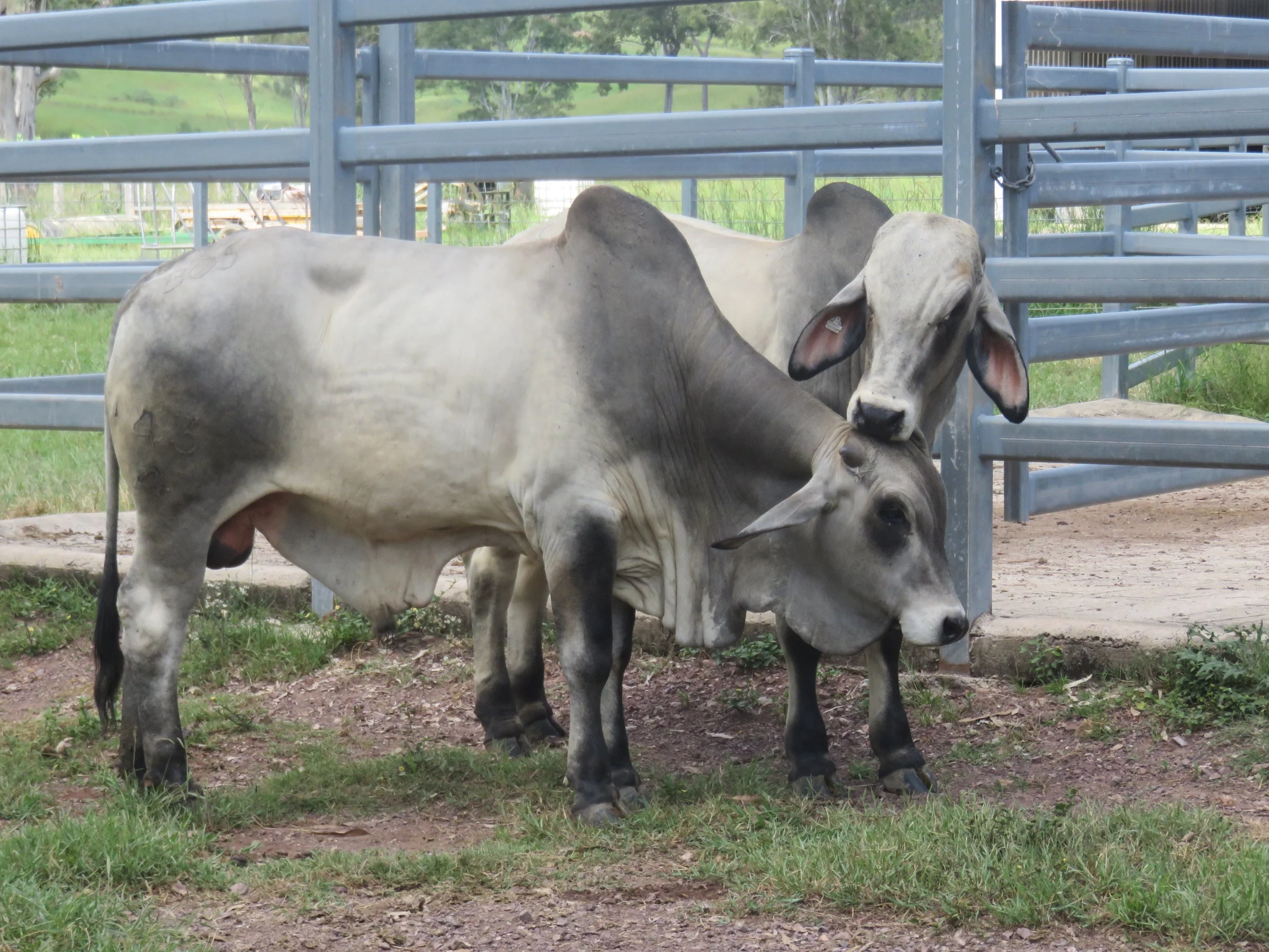 Sale bulls 15 - 18 months of age.