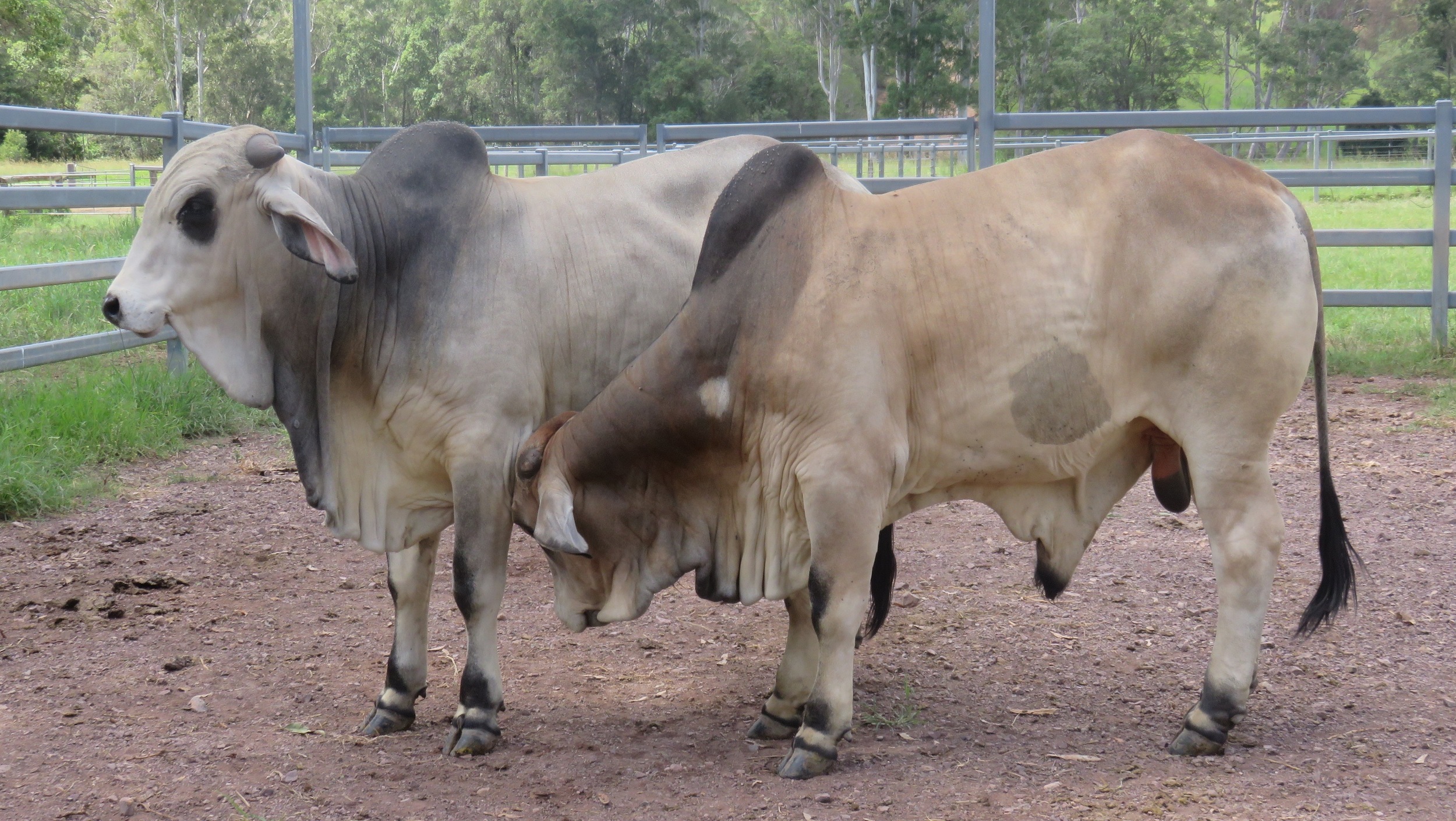 Sale bulls 15 - 18 months of age.