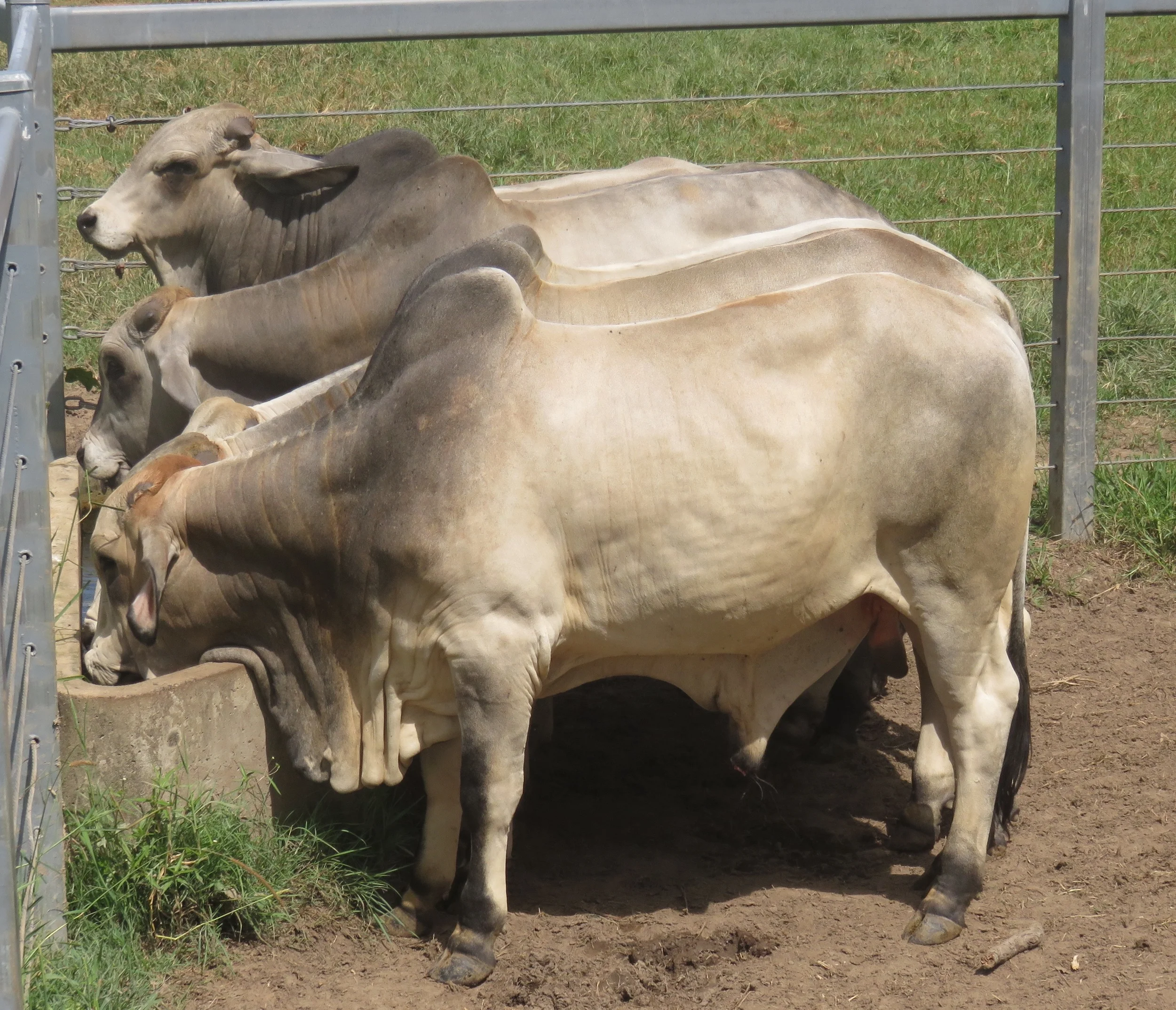 Sale bulls 15 - 18 months of age.