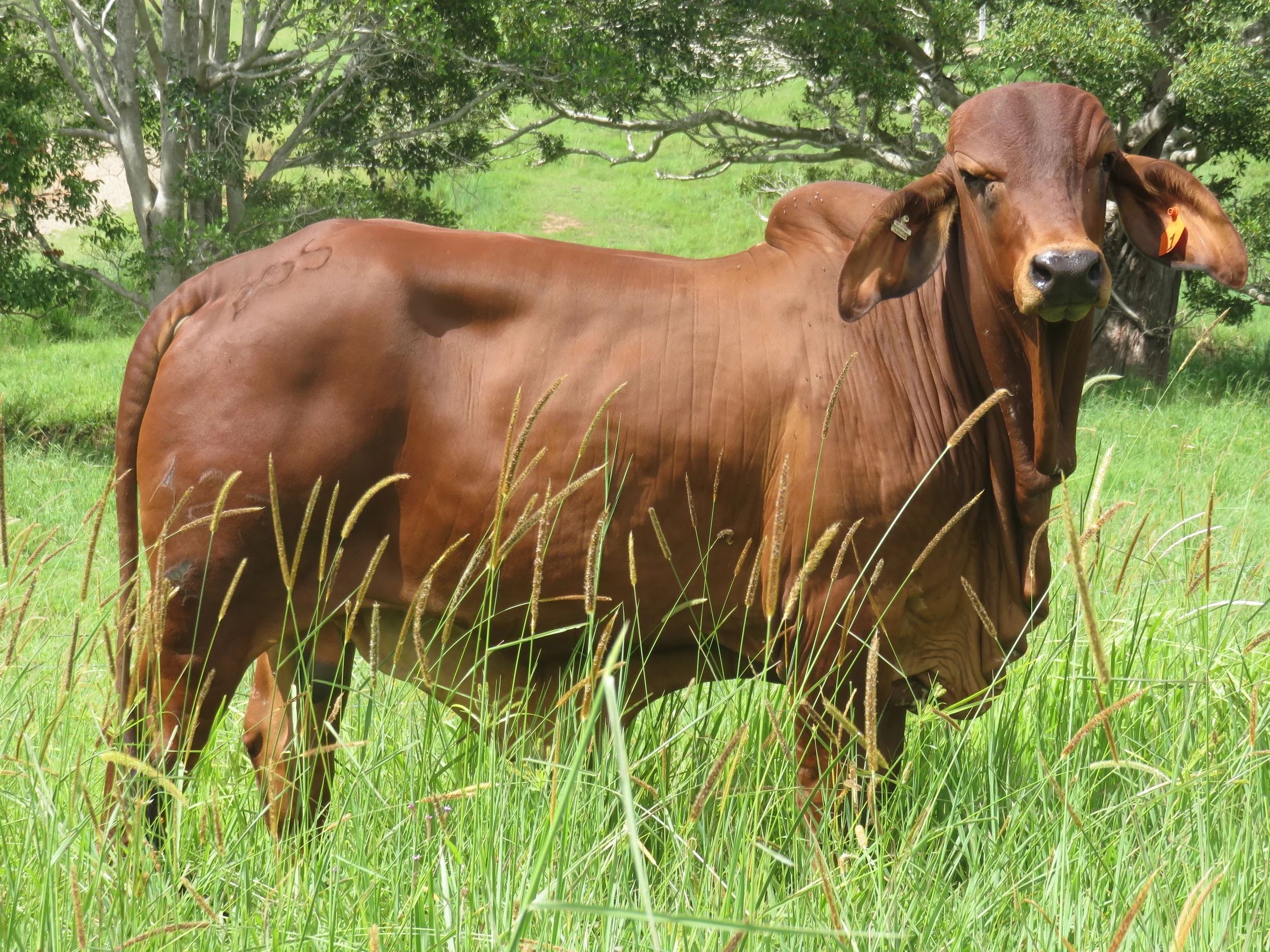 Sale bulls 15 - 18 months of age.