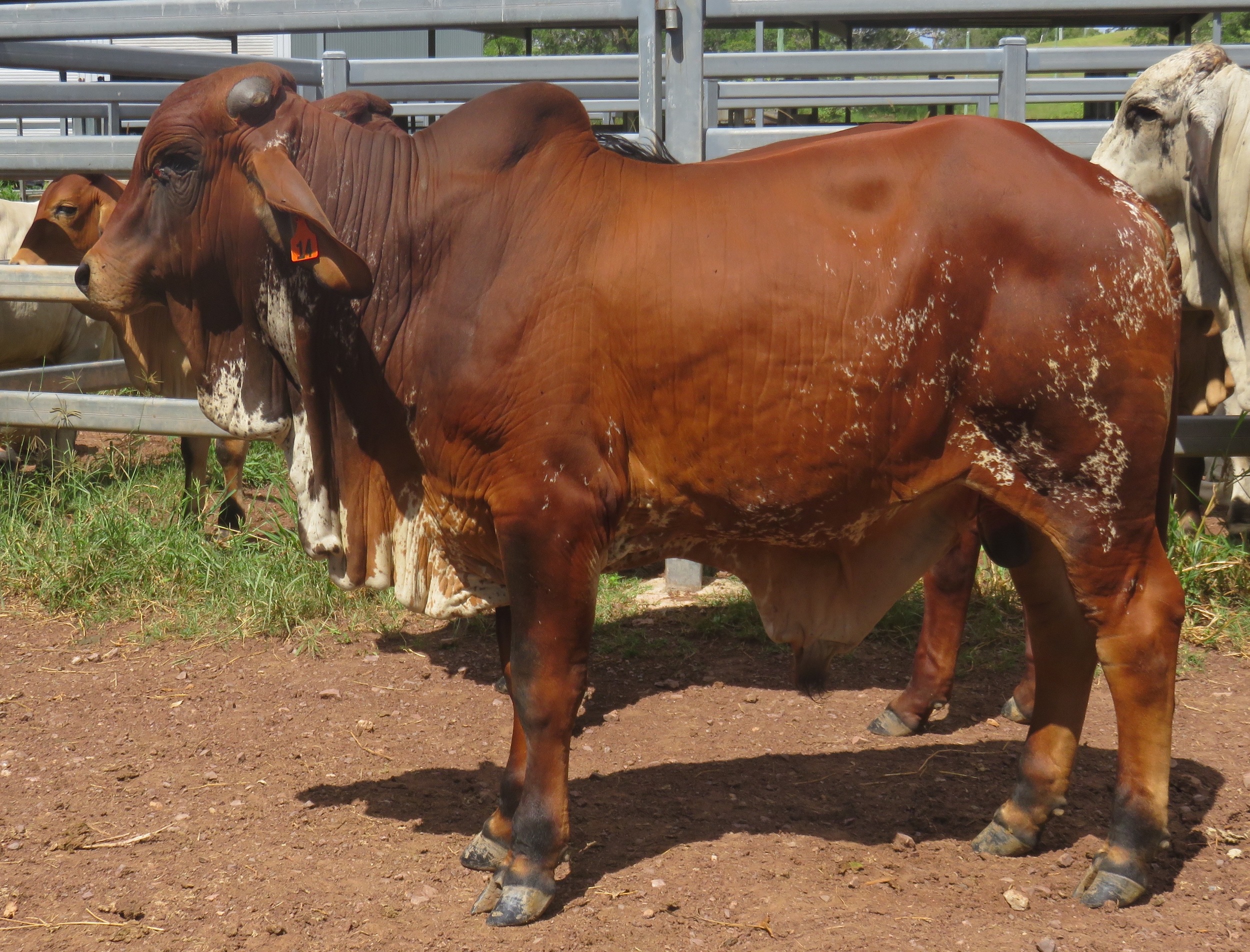 Sale bulls 15 - 18 months of age.