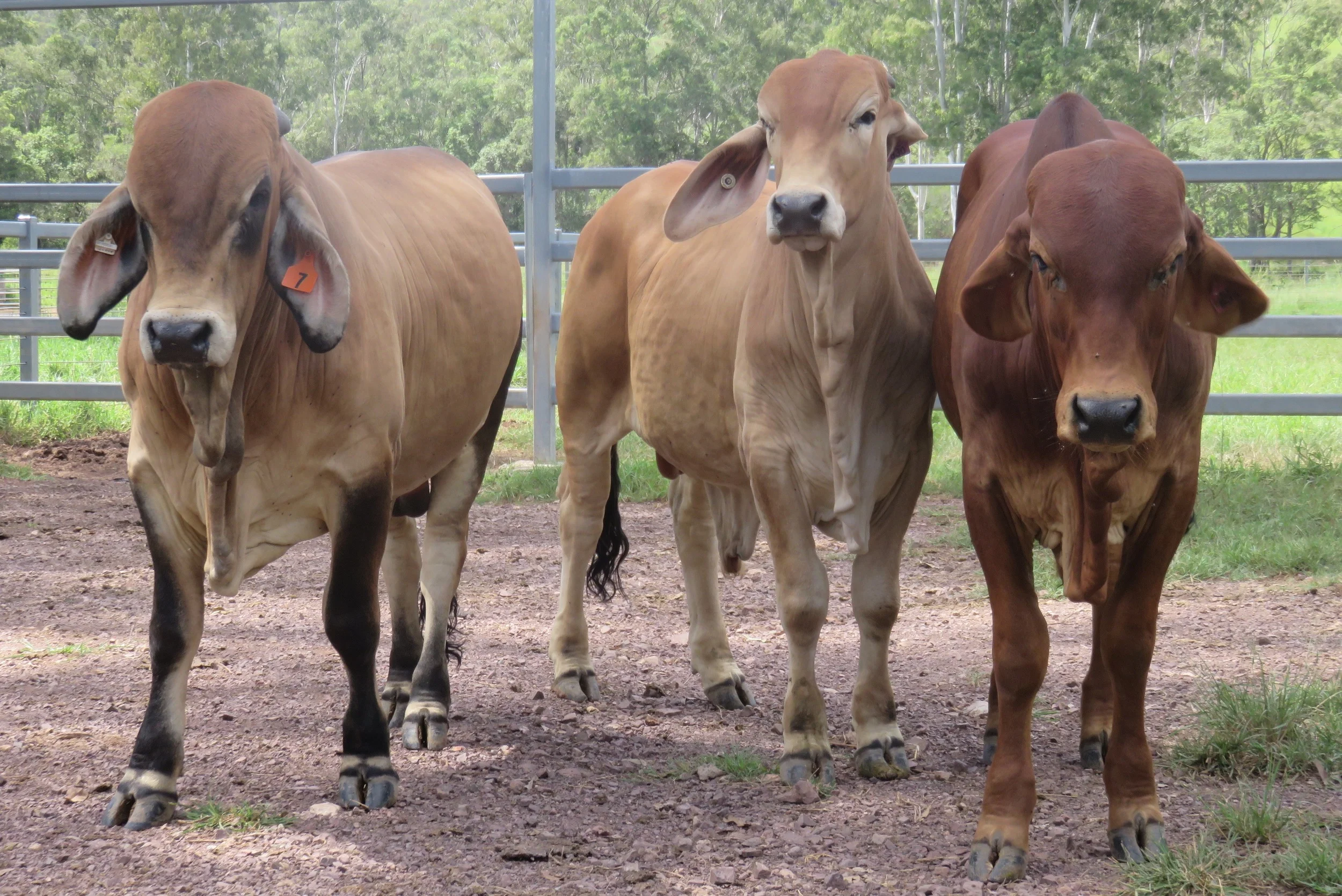 Sale bulls 15 - 18 months of age.