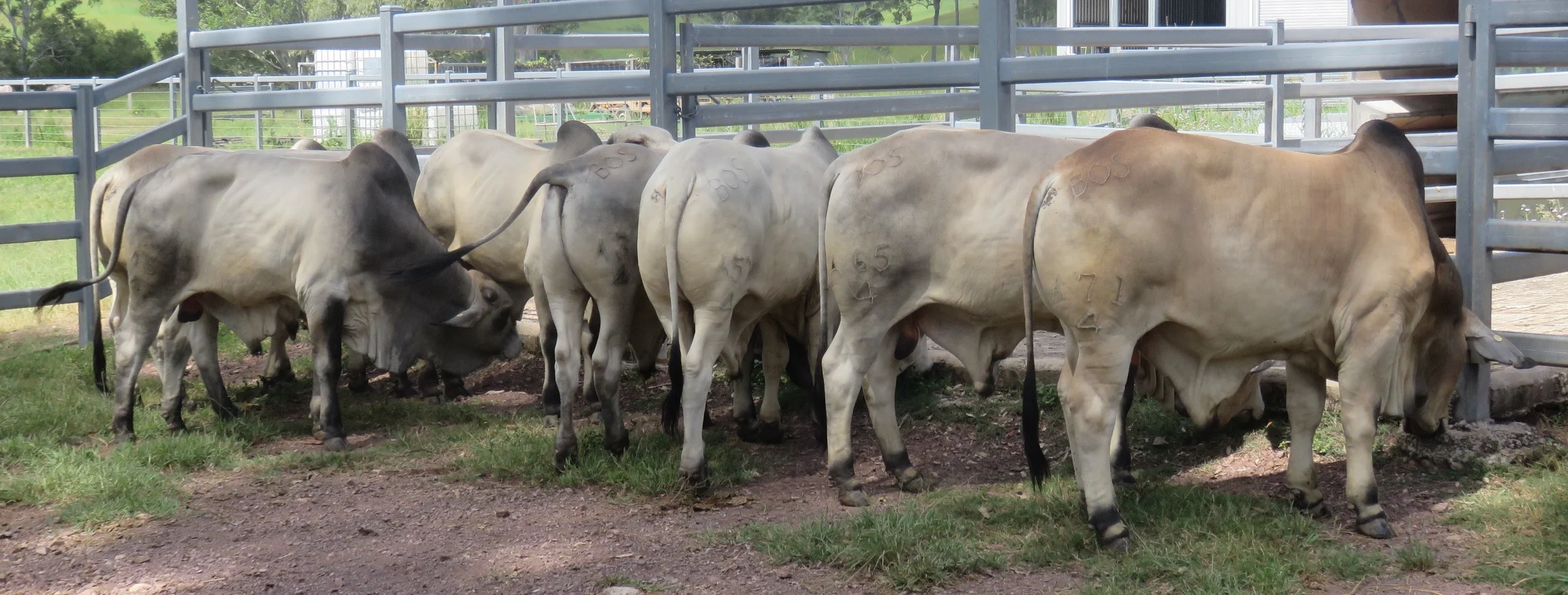 Sale bulls 15 - 18 months of age.