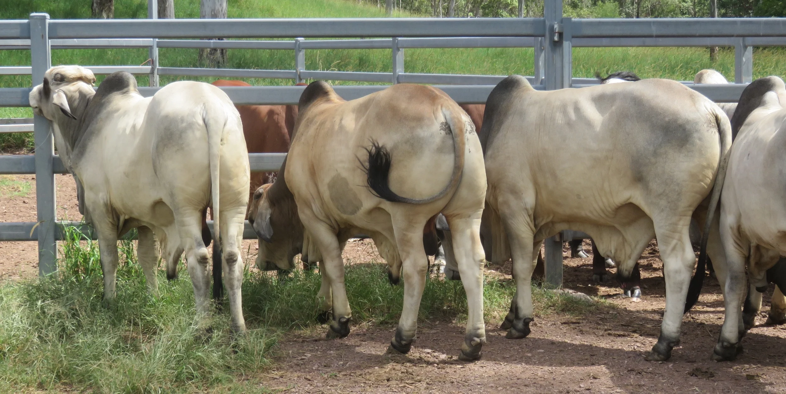 Sale bulls 15 - 18 months of age.