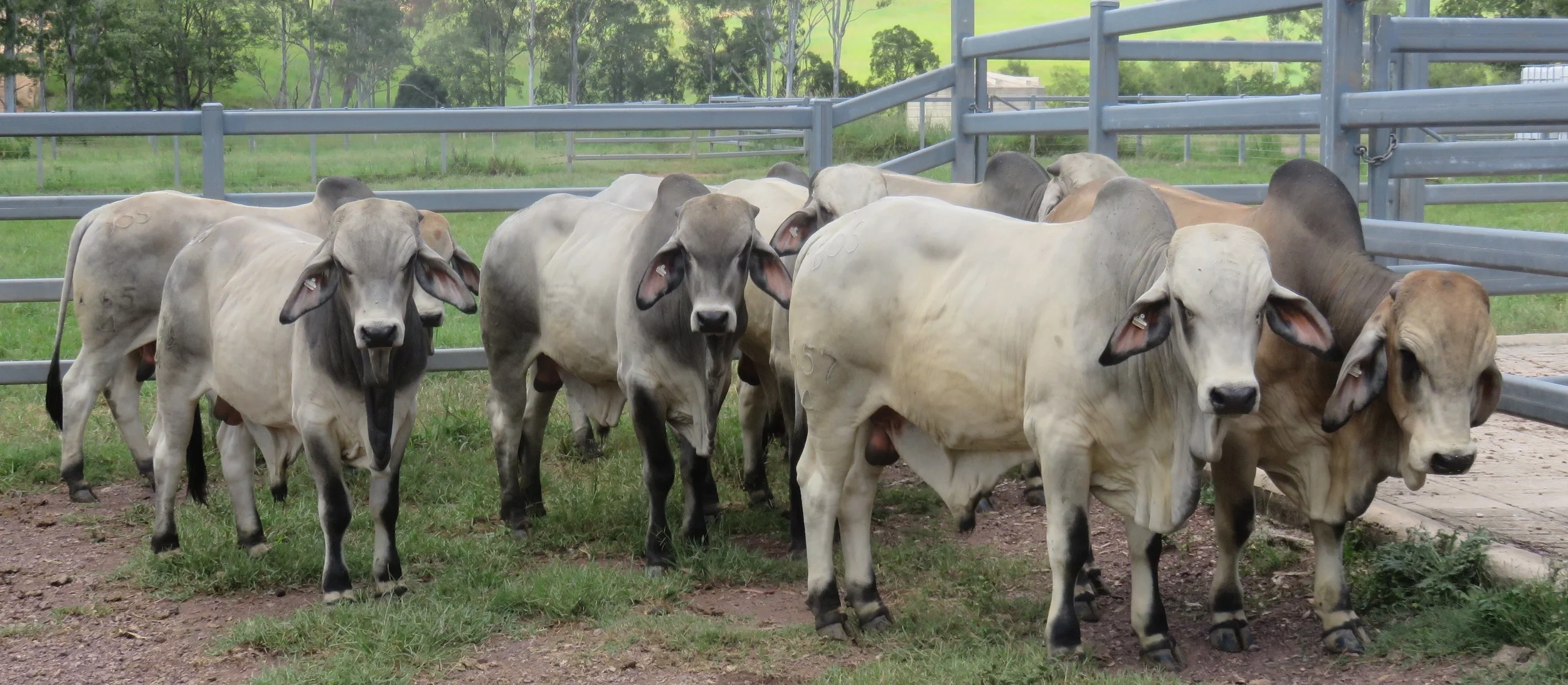 Sale bulls 15 - 18 months of age.