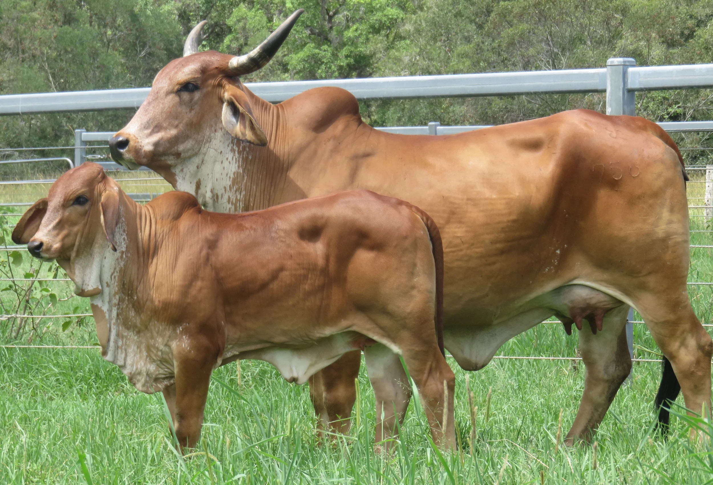 BOS RED — Bos Indicus Cattle Co
