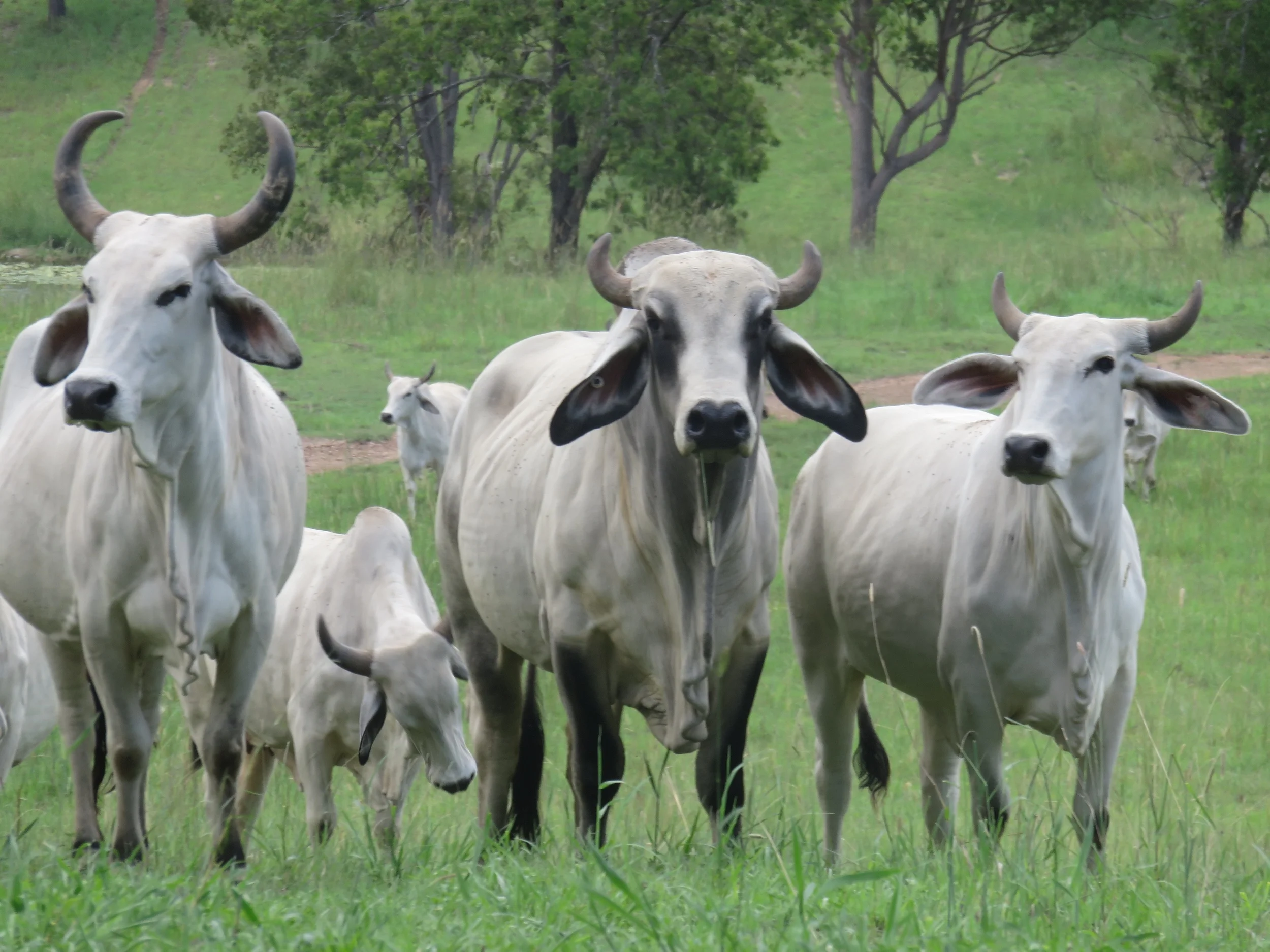 IMG_MP bull and cows.jpg