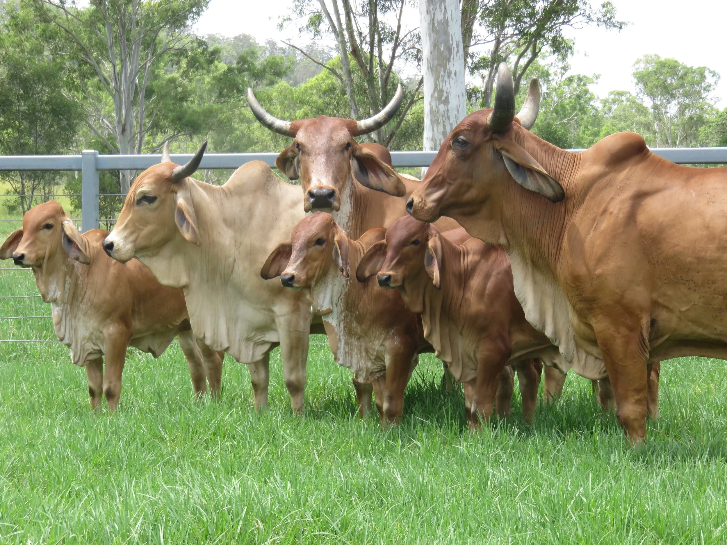 Indicus Cow CHEROKEE — Bos Indicus Cattle Co