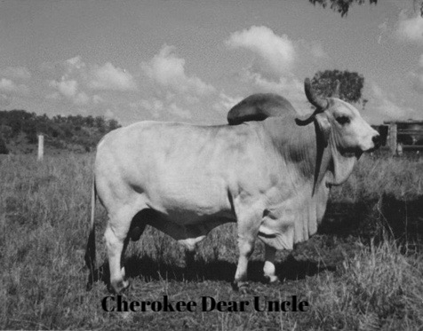   Cherokee Dear Uncle  