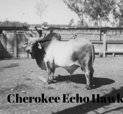 Cherokee Echo Hawk