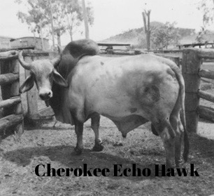   Cherokee Echo Hawk  