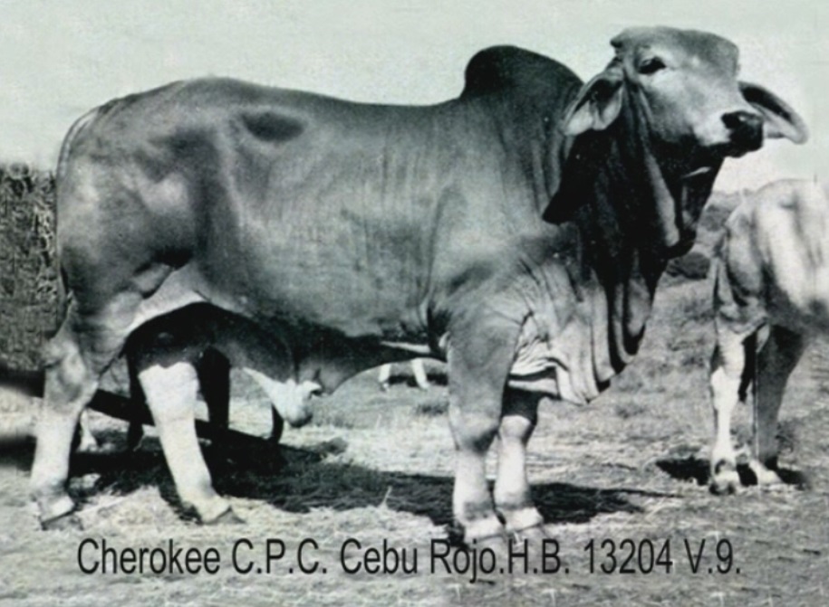 CPC Cebu Rojo.jpg