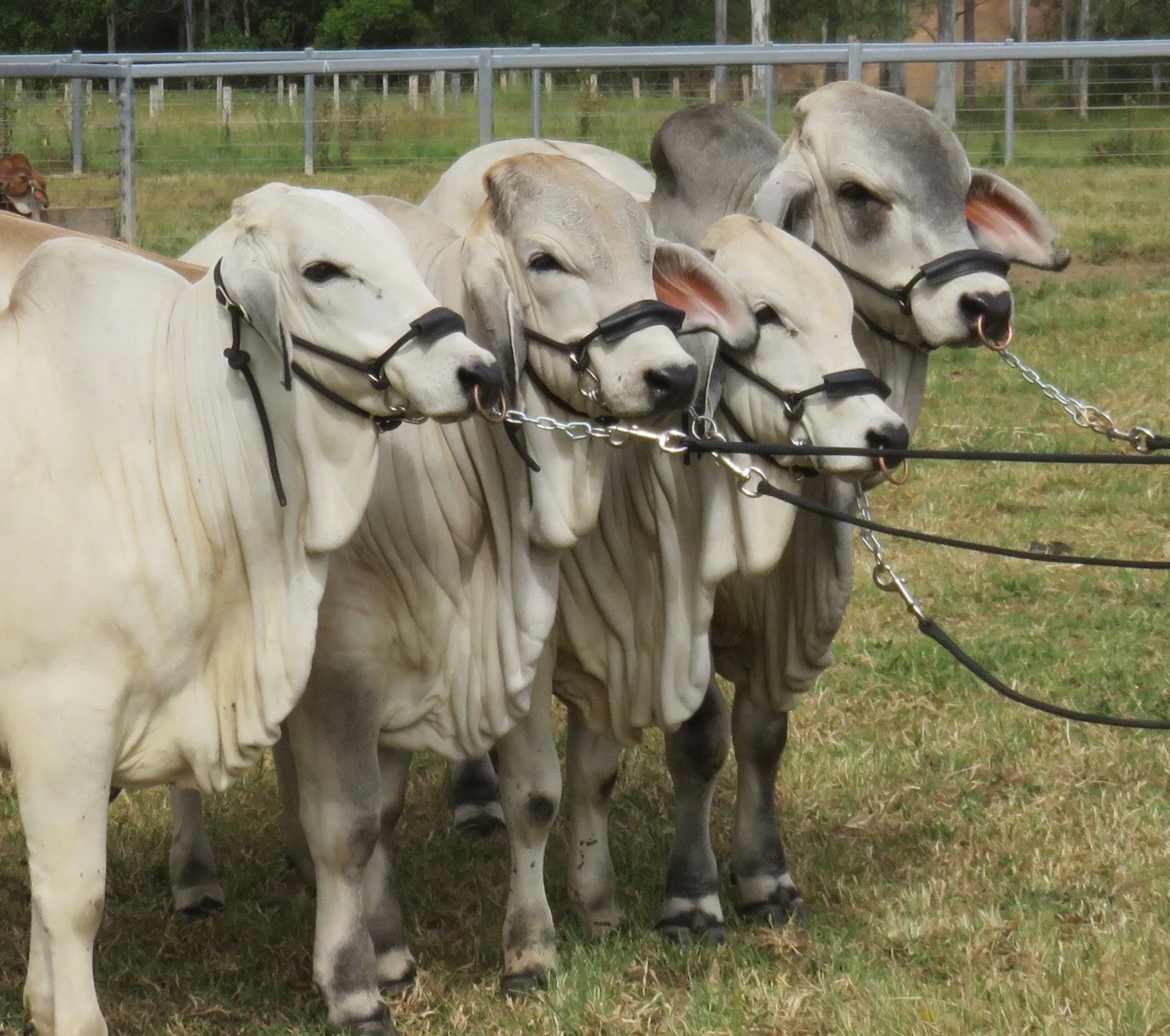 Bos Indicus Cattle Co