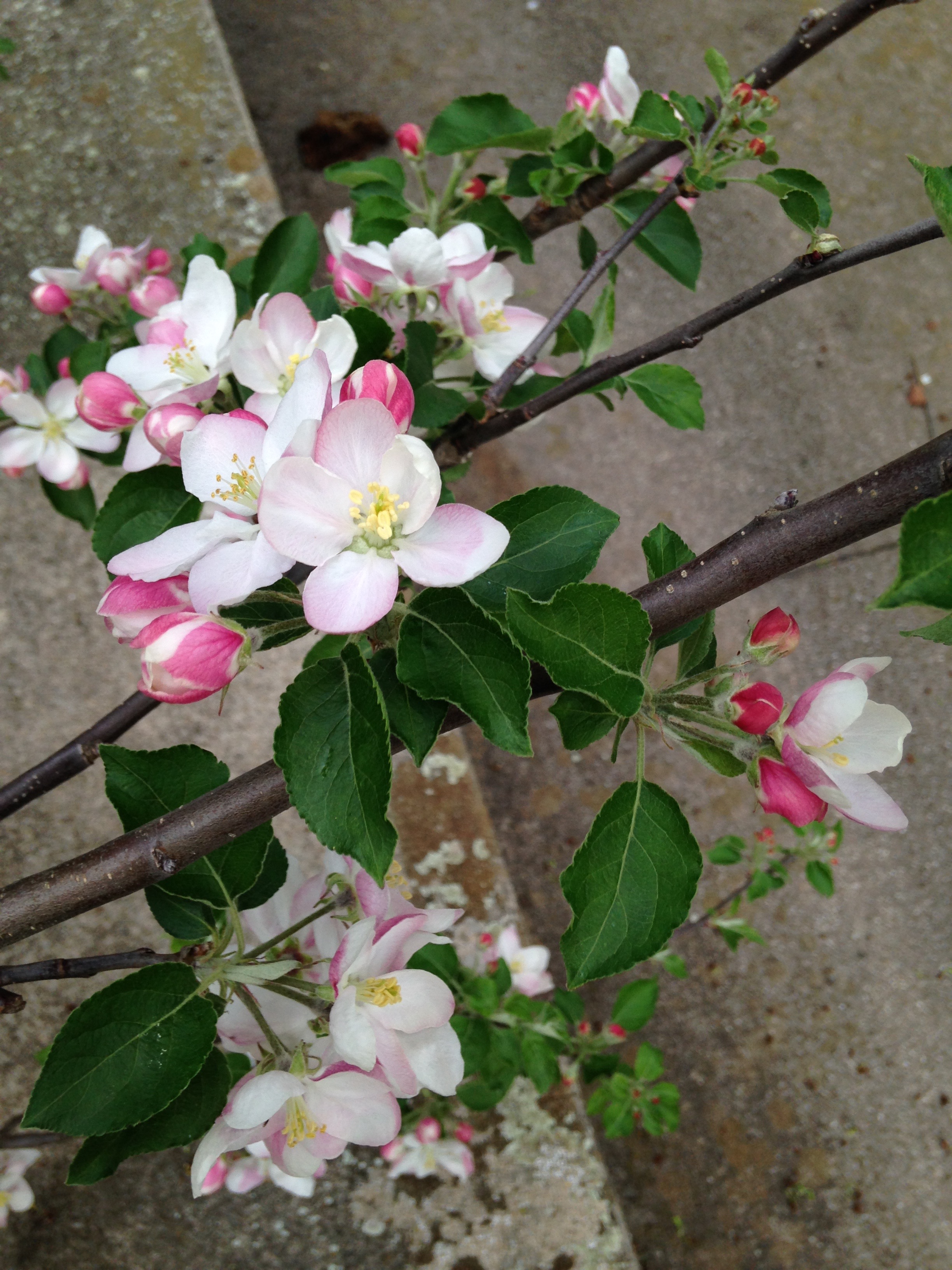 bloom, Black Limbertwig.jpg