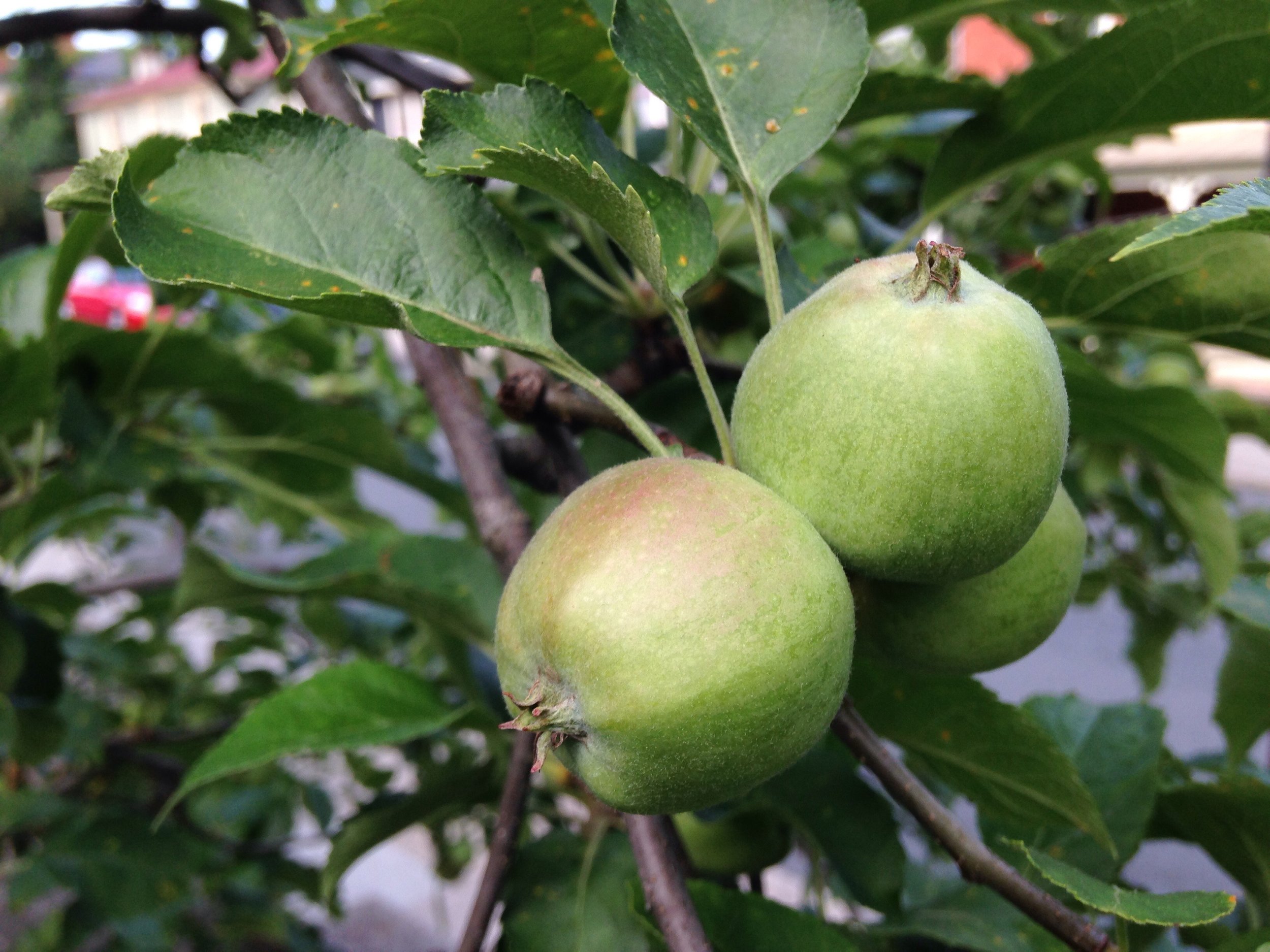 small, green apples.jpg