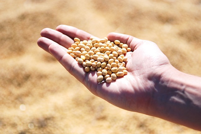 soybeans.jpg