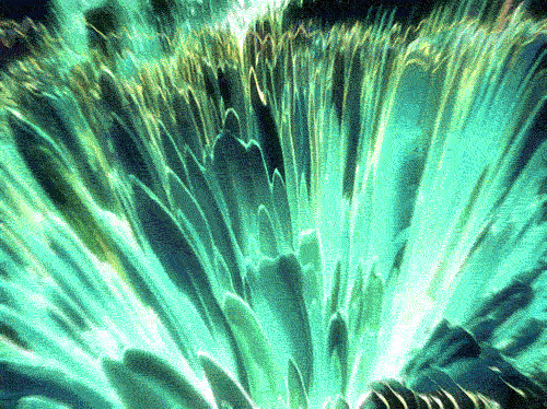 tumblr_mn00o80Ihz1r00g1wo1_500.gif