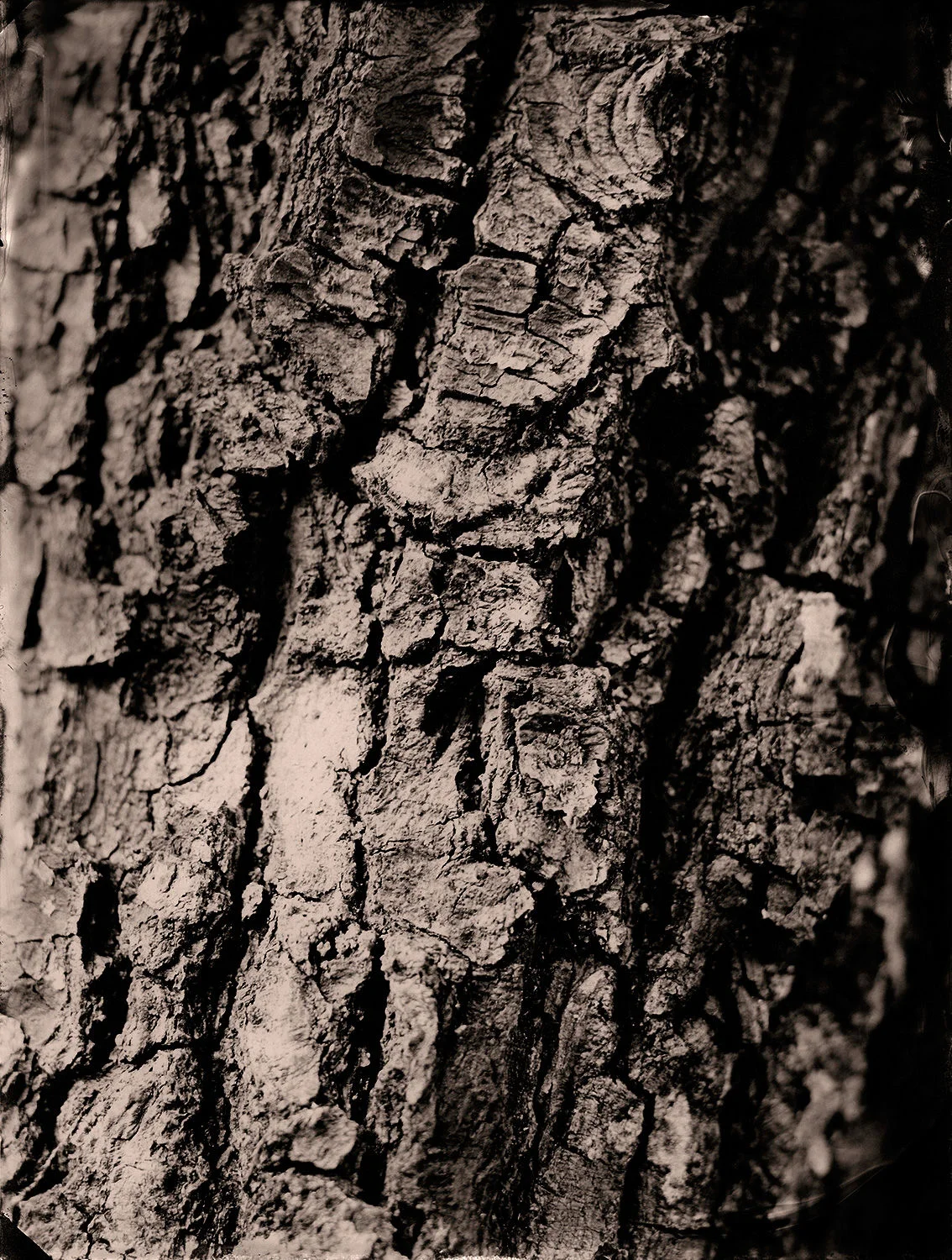 Tintype