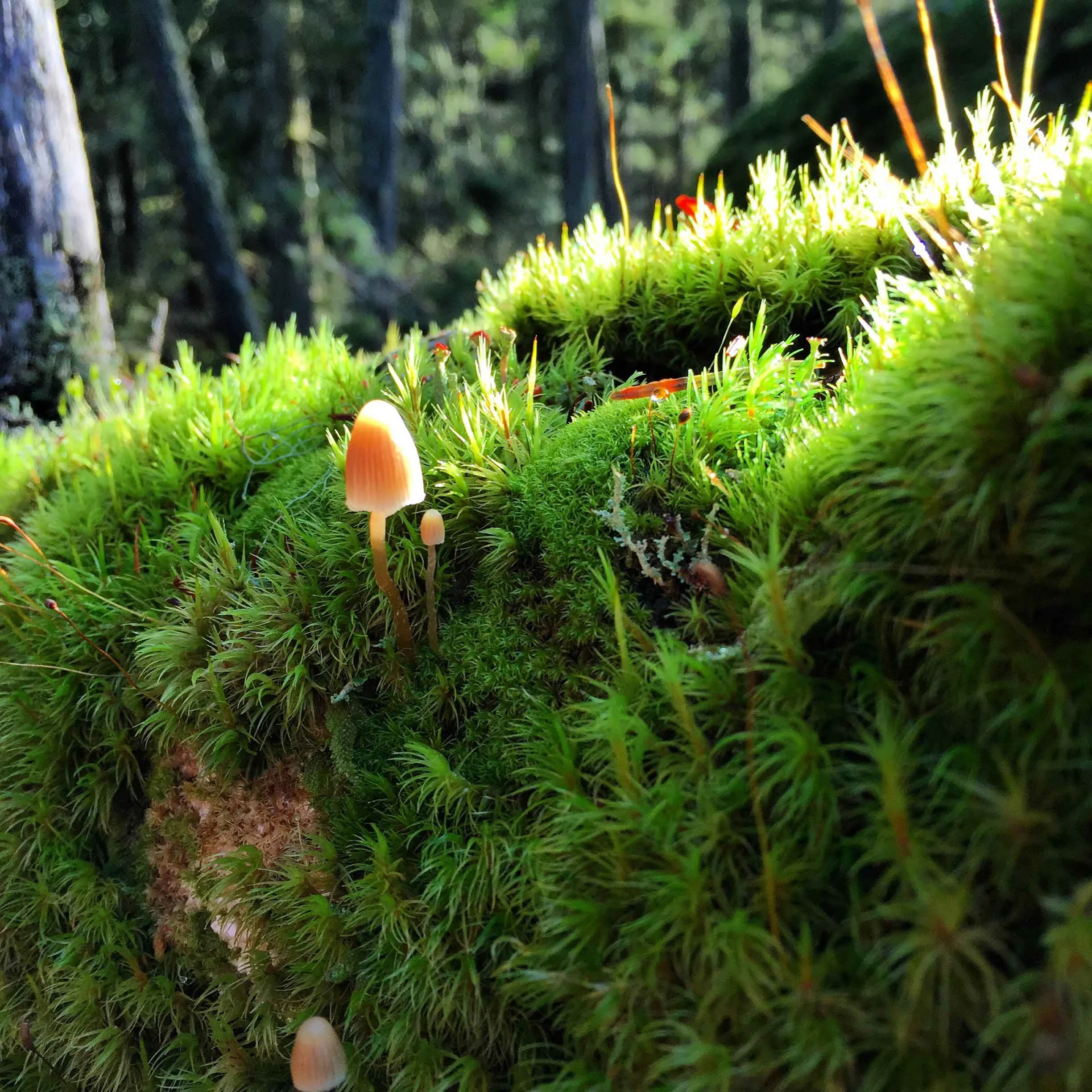 mushroom.jpg