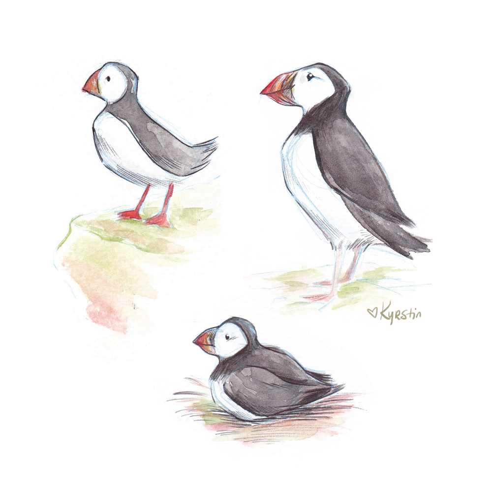 Avello_Puffins.png