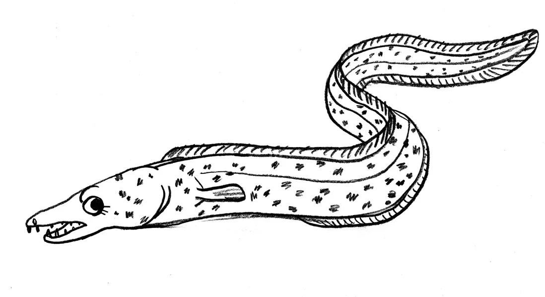eel-1.jpg