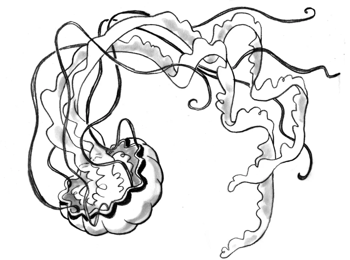 jellyfish.jpg