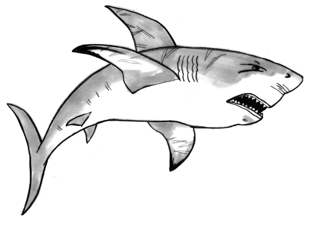shark-1.jpg
