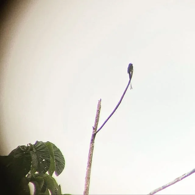Long Tailed Tyrant