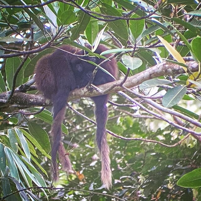 Dusky Titi Monkeys-there are four of them.  Their tails are curled together.