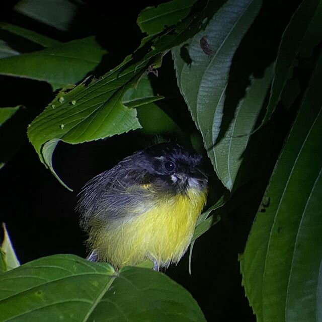 Black-backed Tody-flycatcher.  Manu Rainforest Endemic.