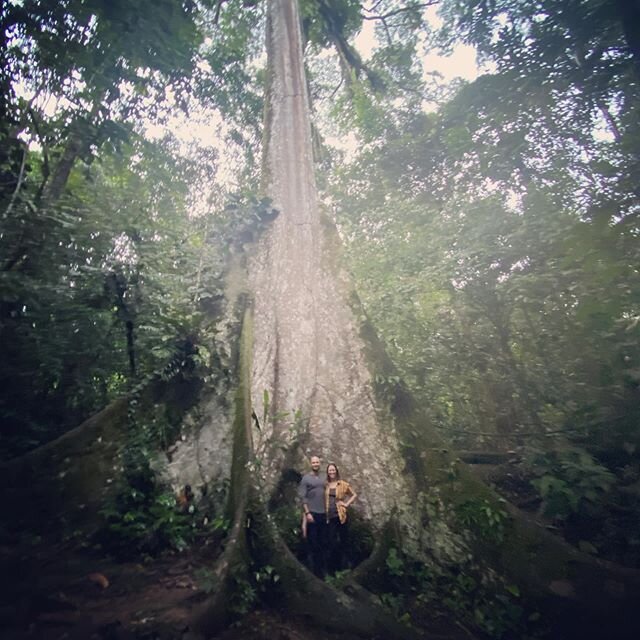 Ceiba Tree-Manu National Forest