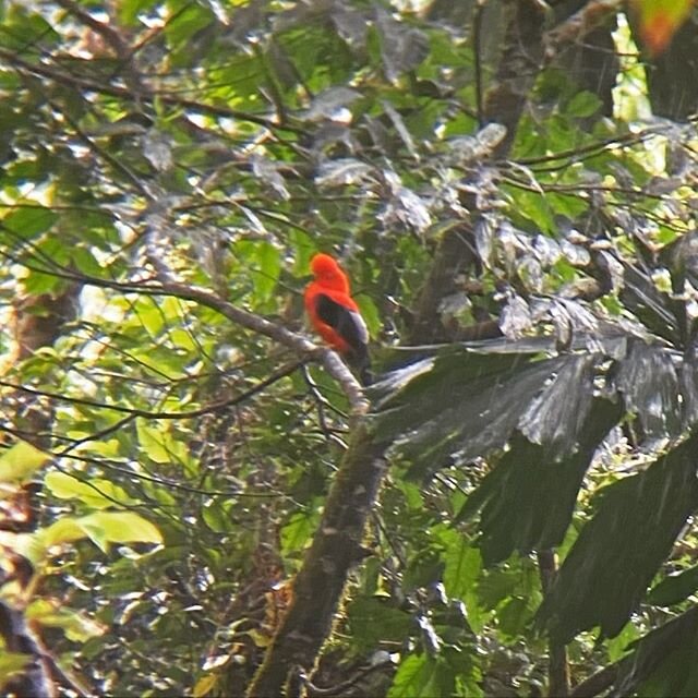 Saw one more Andean cock-of-the-rock, the National bird of Peru on our way back to the city.