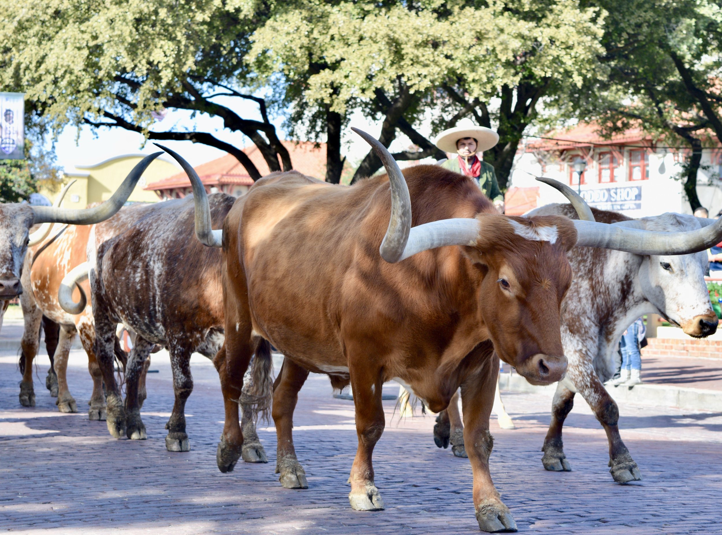 cattle-drive-from-open-wide-the-world.jpeg