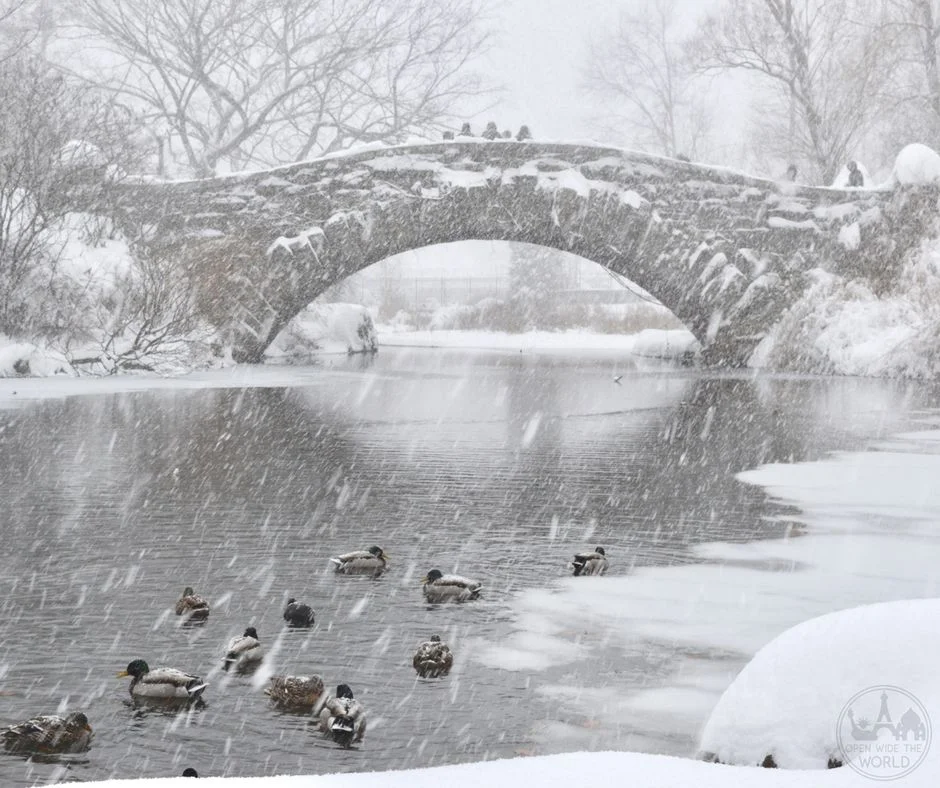 Nothing but a paddle of ducks, the two of us, and a handful of hearty hikers in Central Park during Winter Storm Jonas