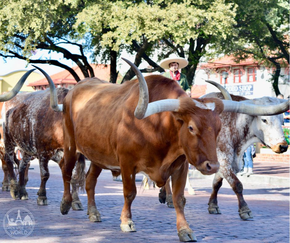 A longhorn cow, awaiting a roundup (for tourists' benefit) in the  Stockyards, historic livestock-market district in Fort Worth, Texas
