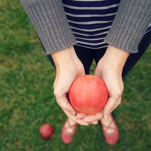 I've been going to orchards since the days when we used to put on our &quot;grubbies&quot; to participate in the simple act of picking apples.
.
So it can feel a bit like my beloved tradition is changing too much when I see orchards now full of trink