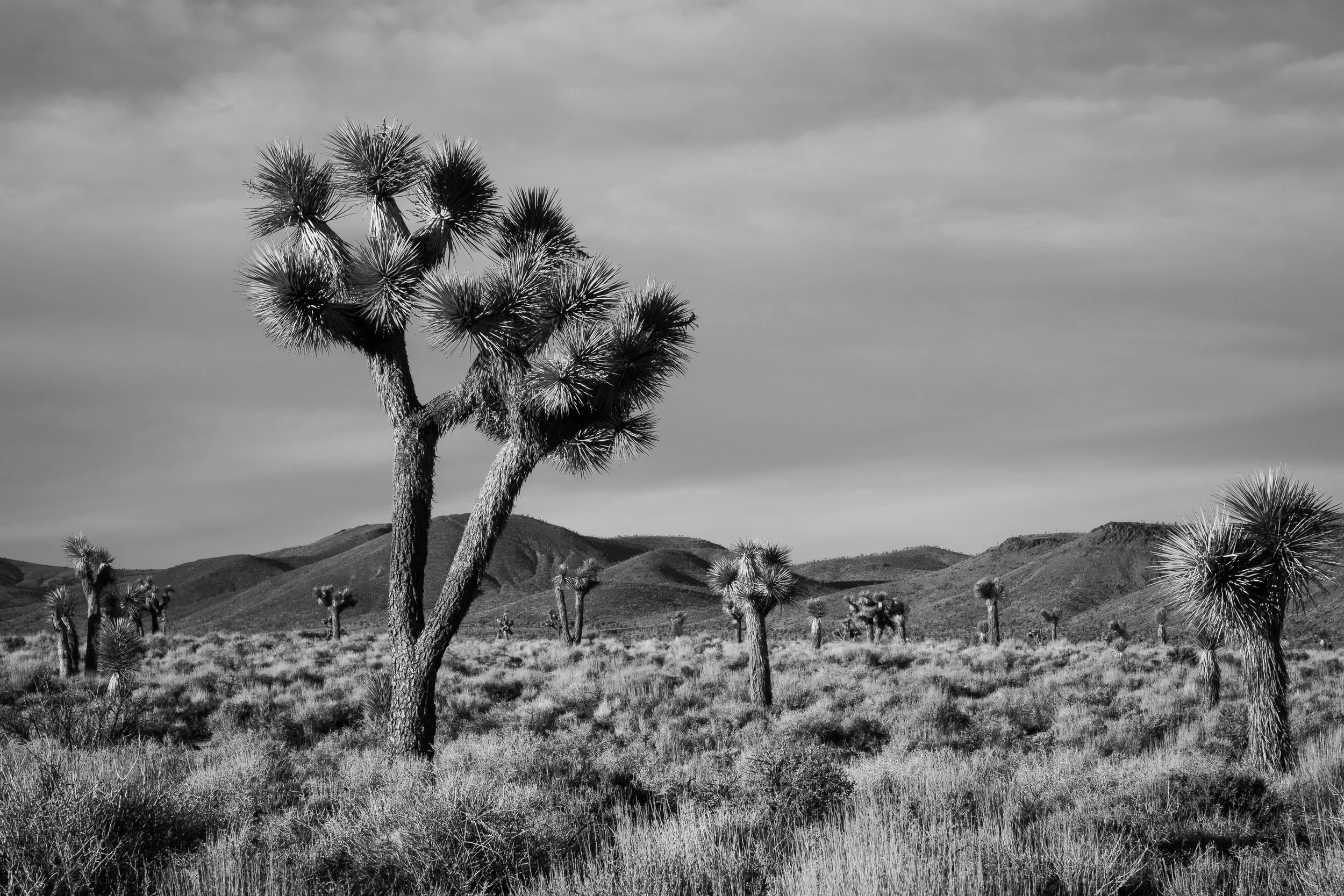 DSC03160-PS-edit.jpg