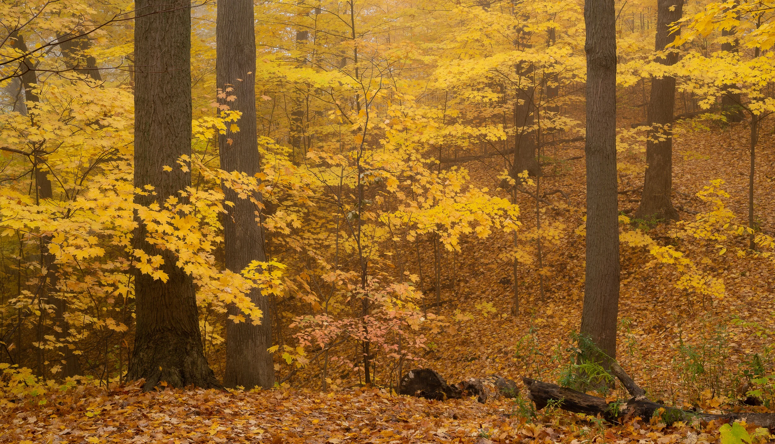 DSC02439-PS-edit.jpg