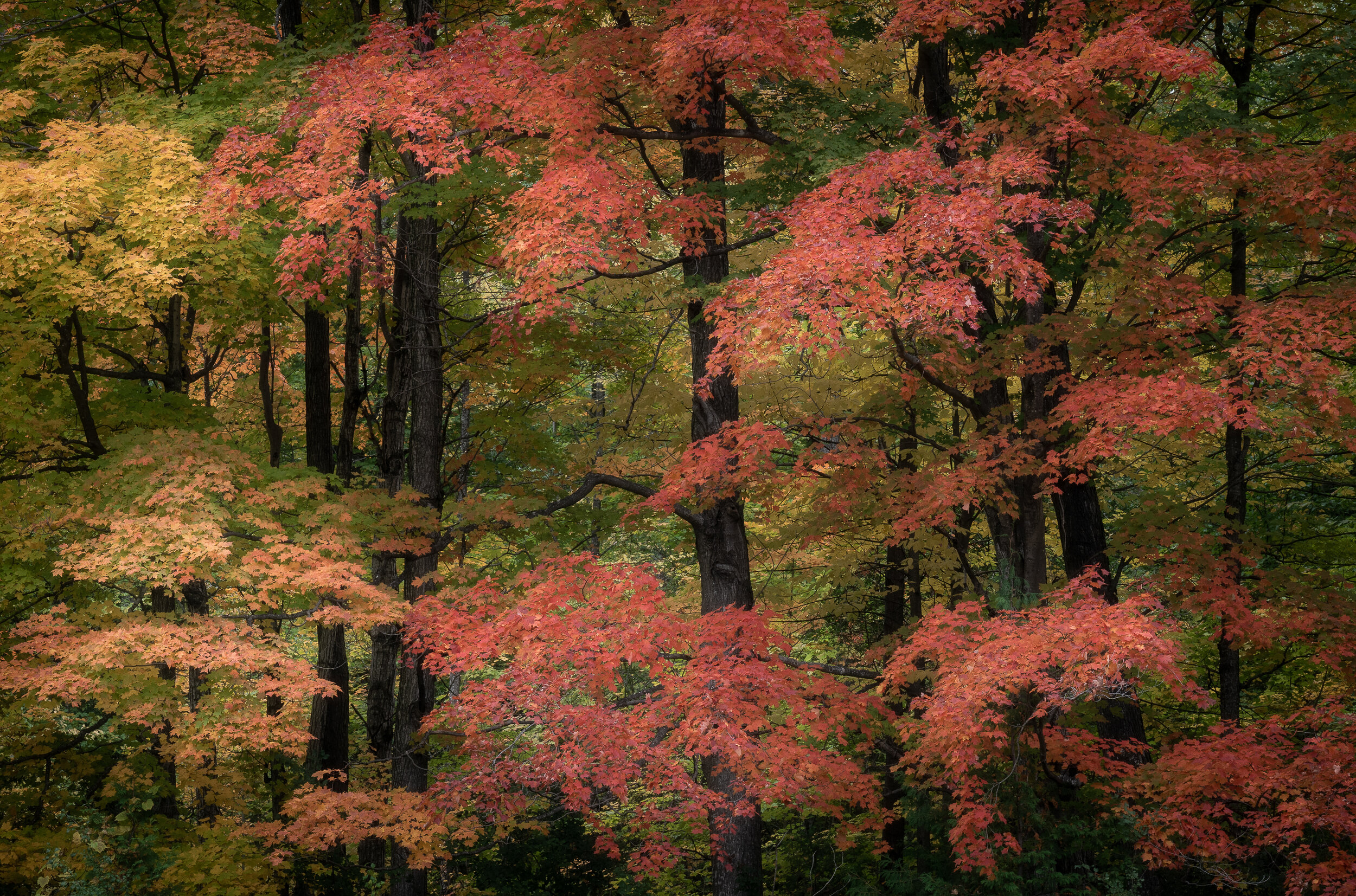 DSC04766-PS-edit-PS-edit.jpg
