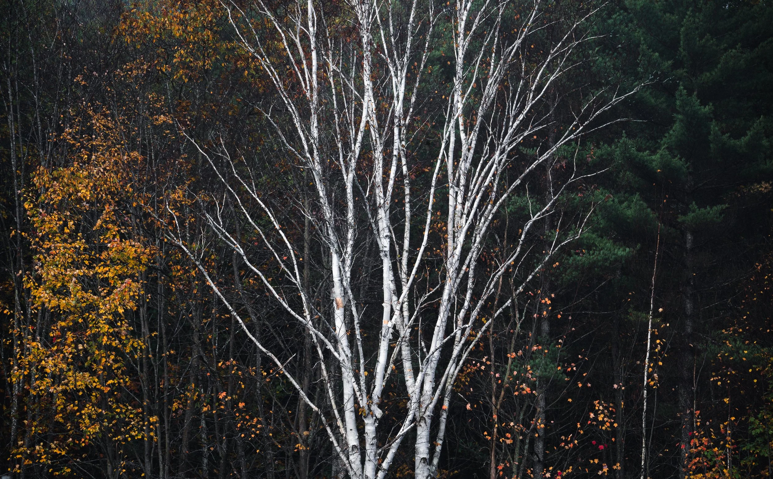 -PS-edit-06497-2.jpg