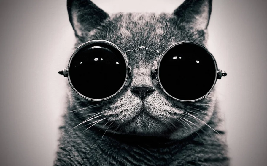 cat-with-glasses.jpg