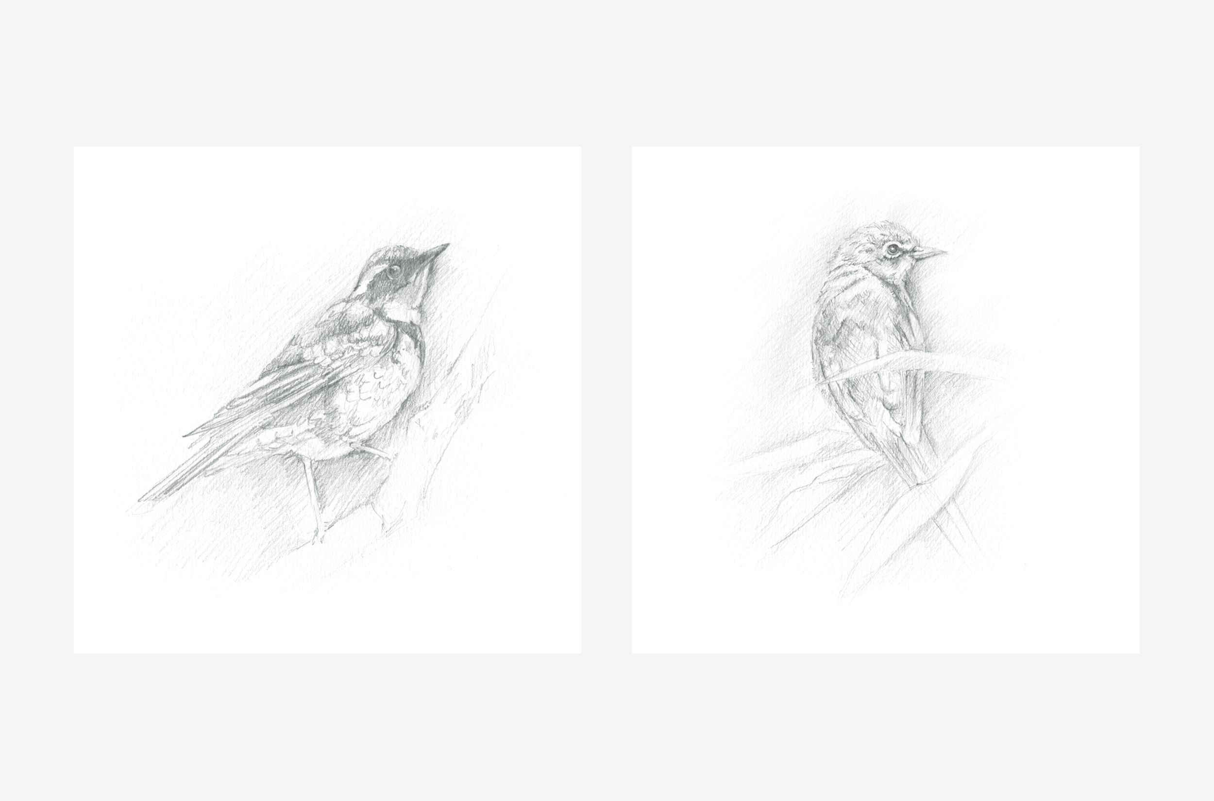 birds-bw-gallery.png