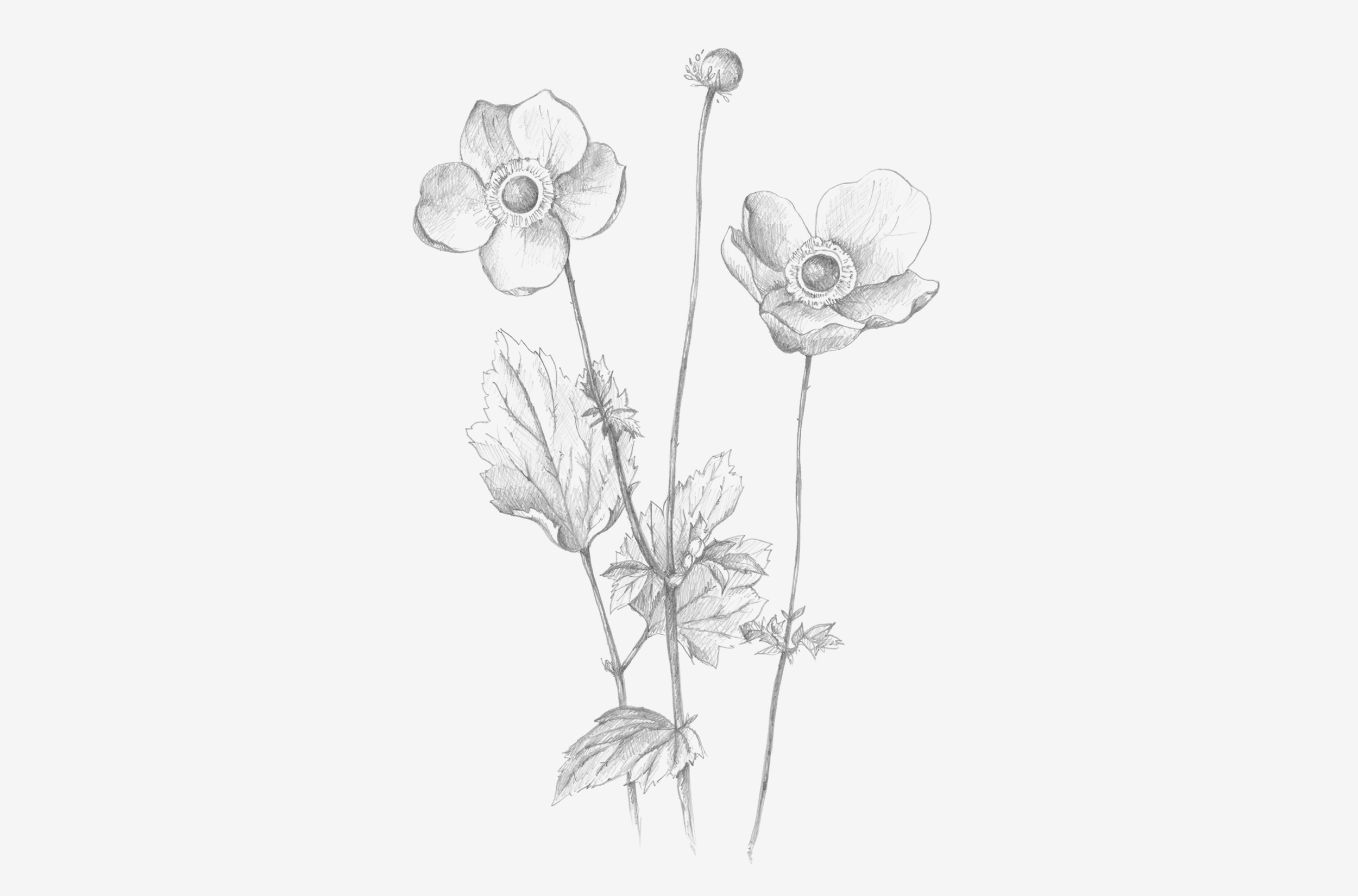 flower-pencil-gallery.png