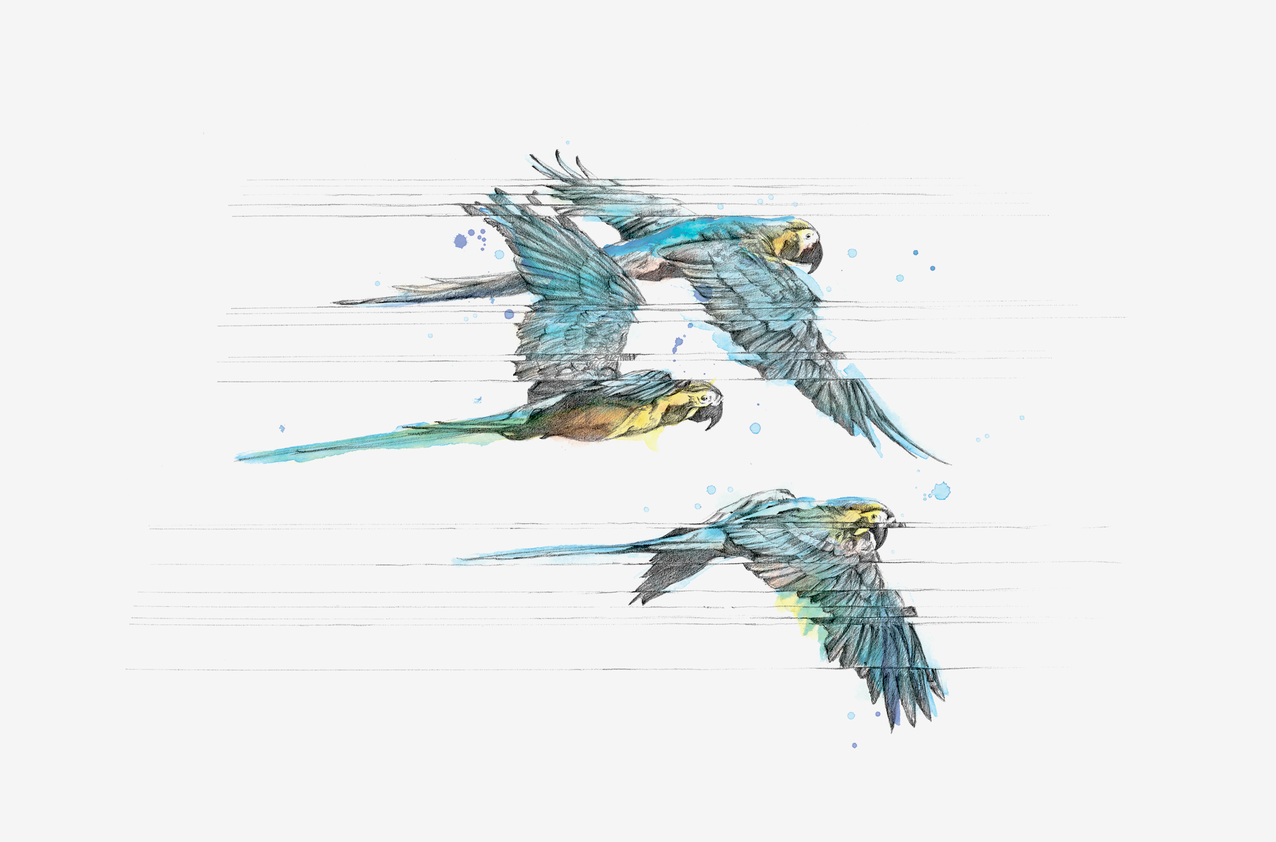 parrots-gallery.png