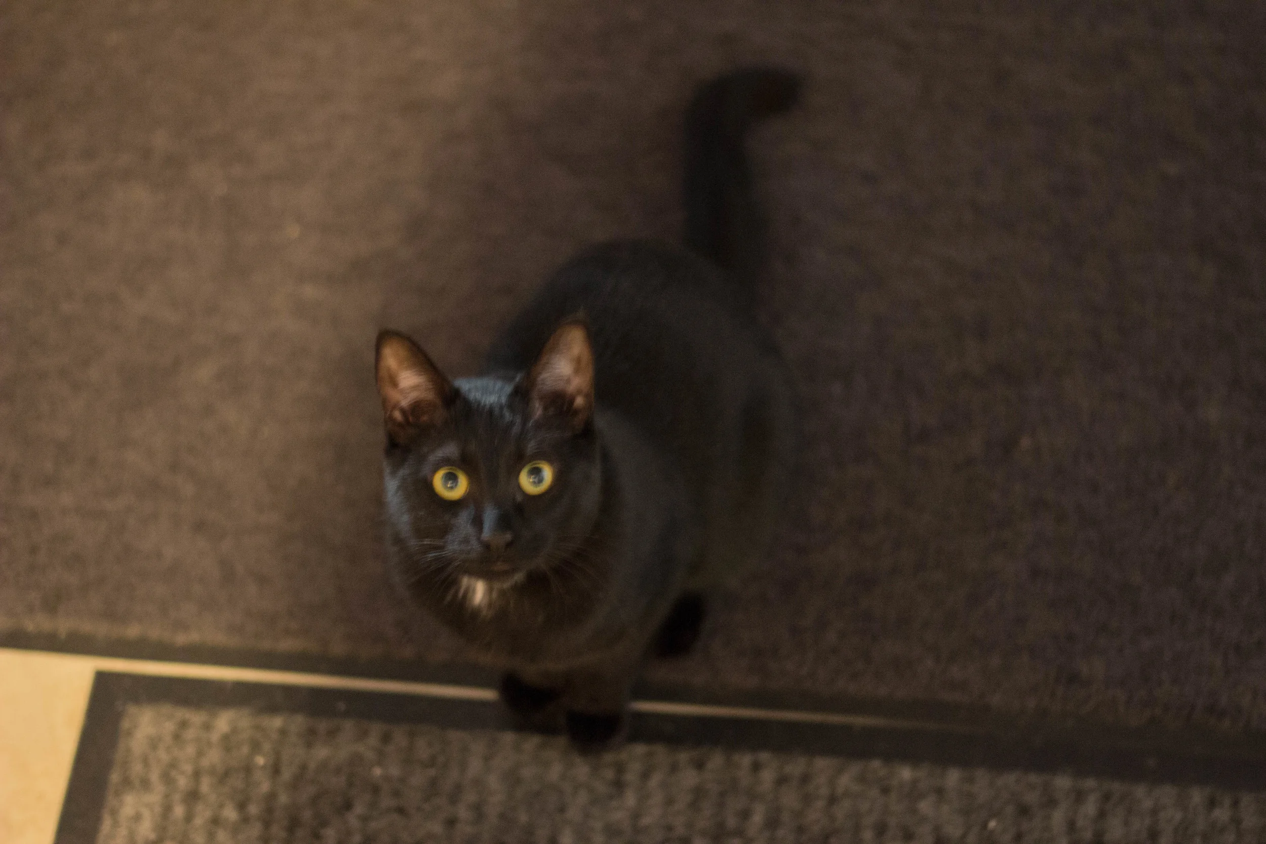 cat, falls city, washington