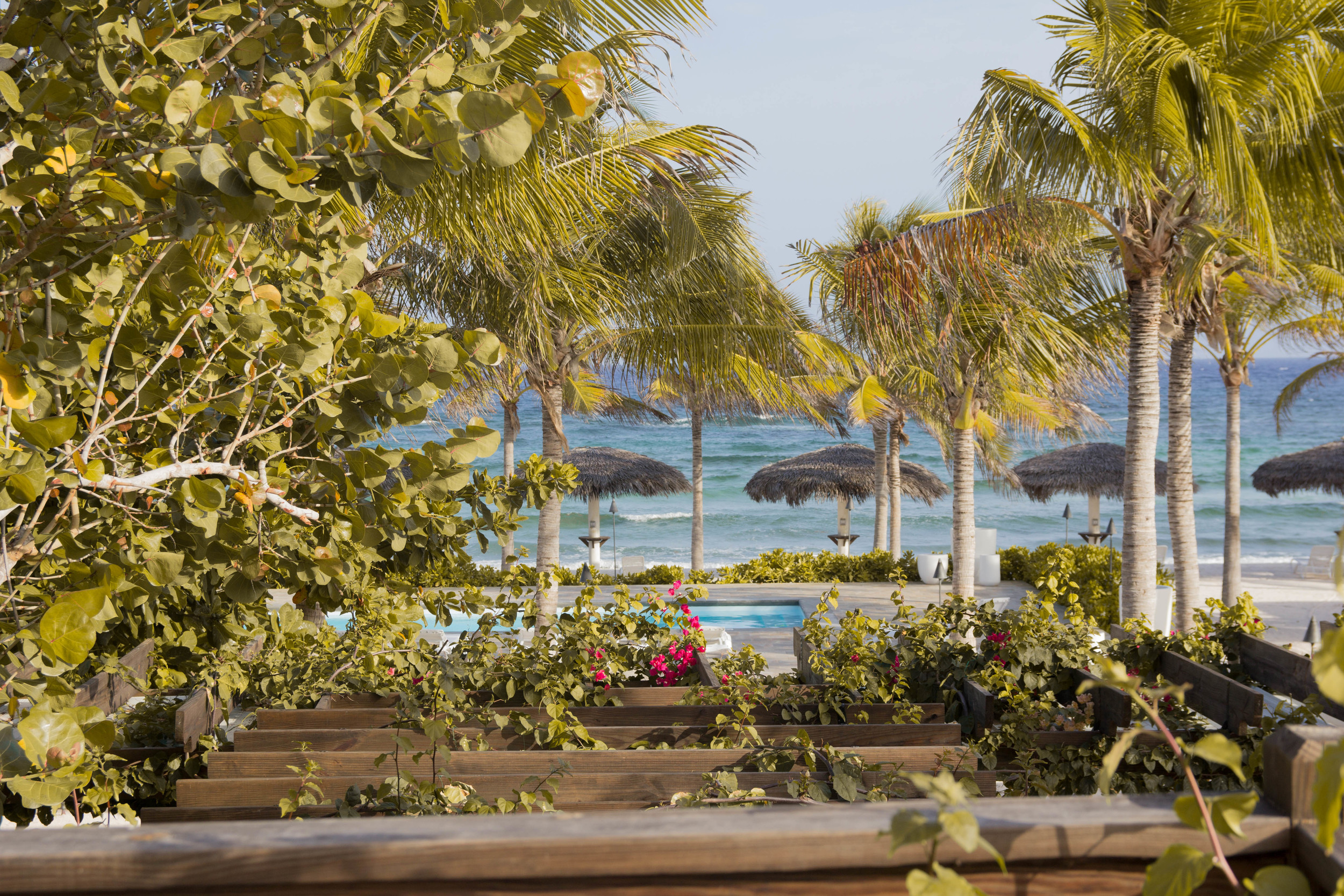 le soleil d'or, cayman brac, grand cayman islands, golden sun cayman, organic, farm, fresh, food