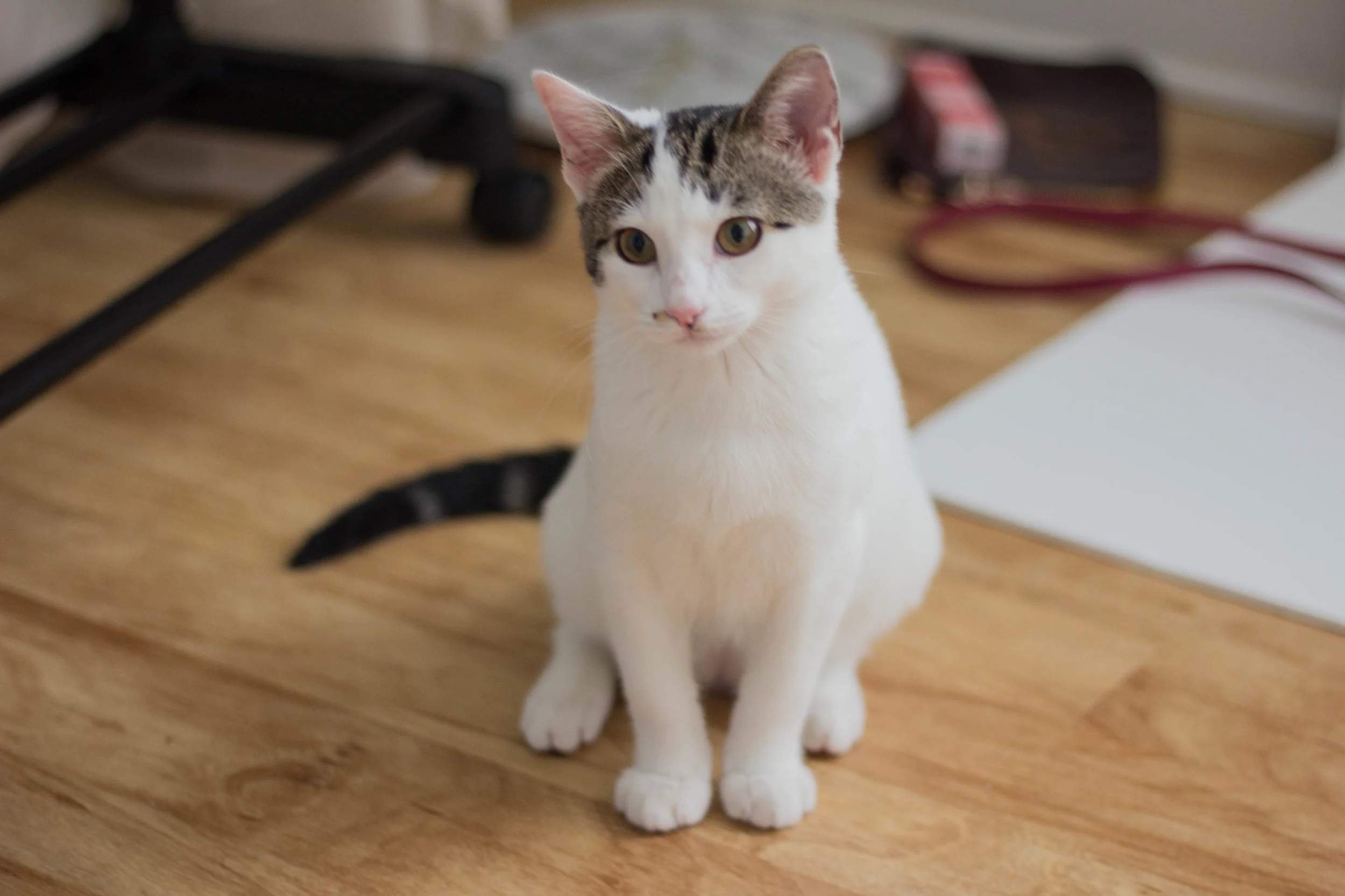 How Much does a Cat actually Cost? LMents of Style Fashion