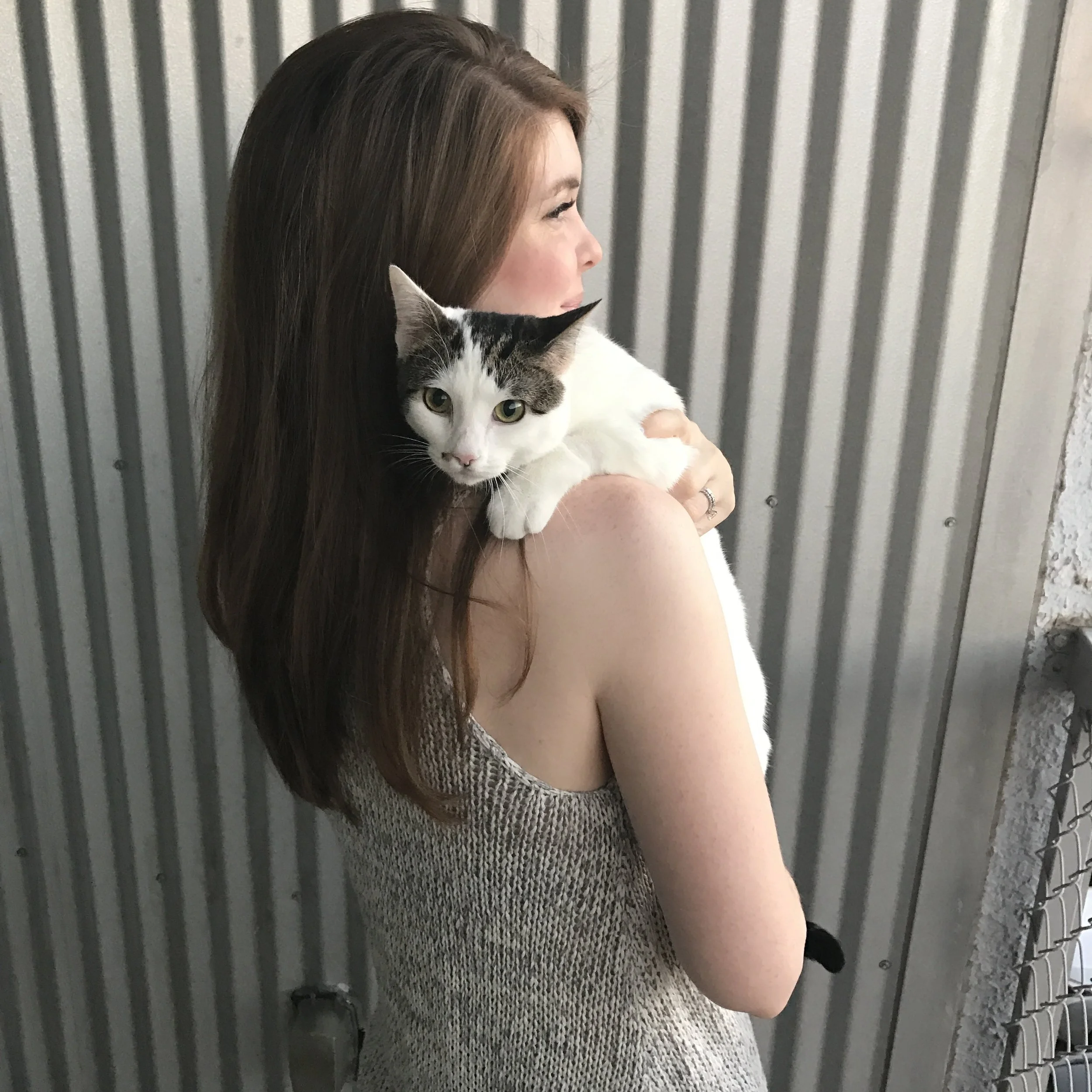 How Much does a Cat actually Cost? | LMents of Style ...