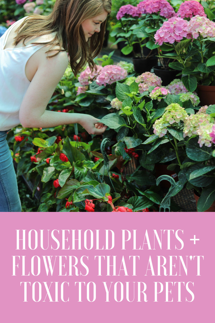 Household Plants and Flowers that aren't Toxic to your Pets, house plants, ruibals dallas, plants of texas, where to get plants in dallas, madewell jeans, safe plants, nontoxic